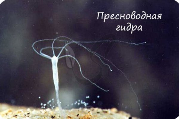 Kraken актуальные зеркала krakentor site
