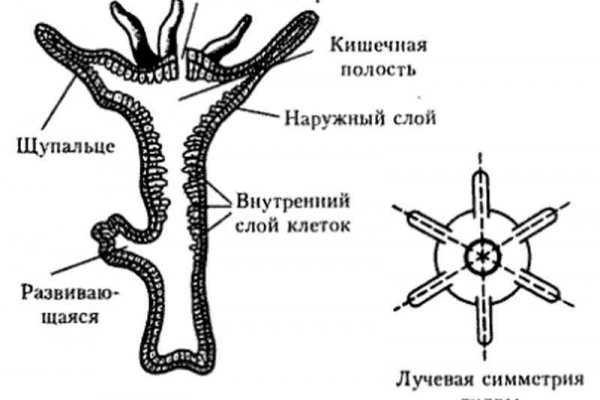 Kraken17 at